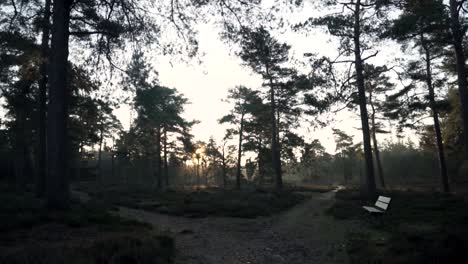 forest path at sunrise/sunset