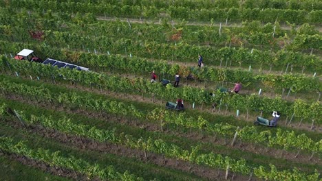 Vuelo-De-Drones-Sobre-Viñedos-Y-Gente-Cosechando-Uvas