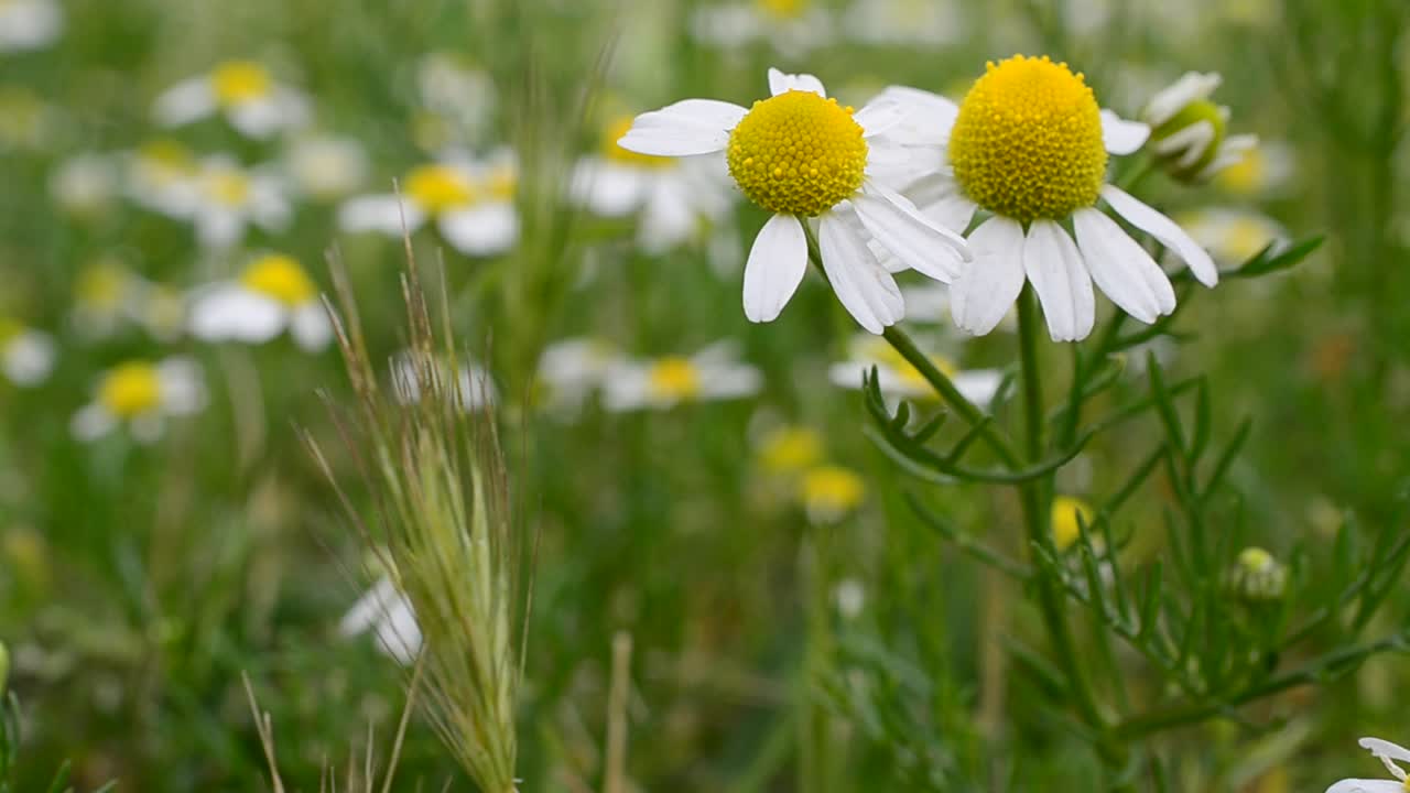 Field of camomiles flowers. Flowers outdoors, camomiles