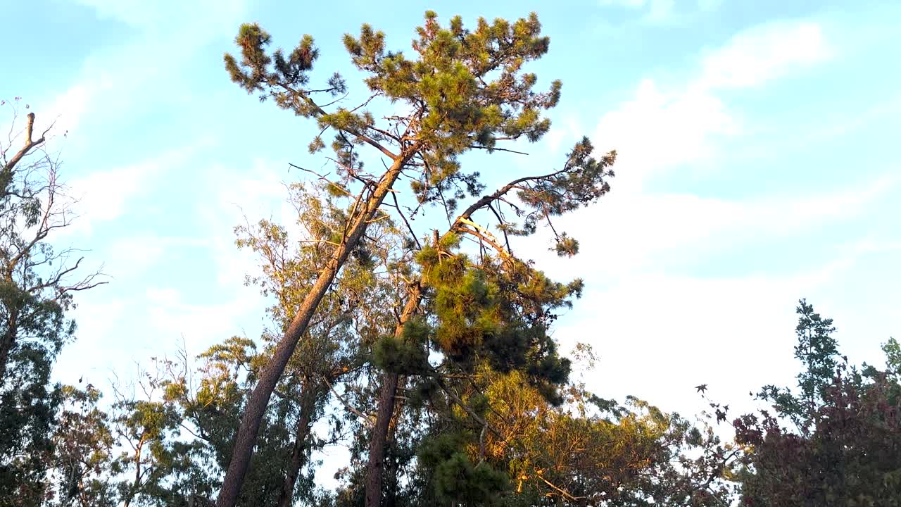Alberi tropicali lussureggianti e curvi, zoom in.