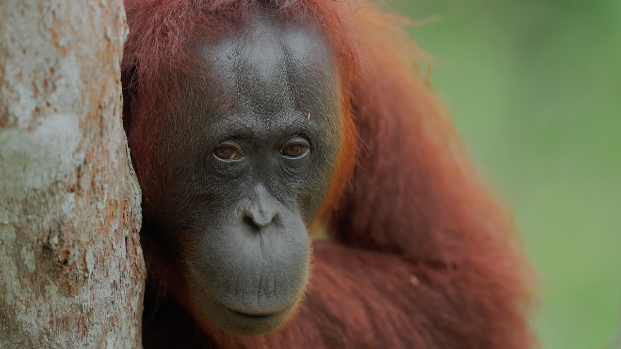 Ormandaki Orangutan