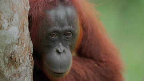 orangutan in the forest
