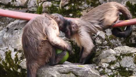 primer plano de lindos monos capuchinos descansando sobre una roca y comiendo fruta fresca de mango en la naturaleza