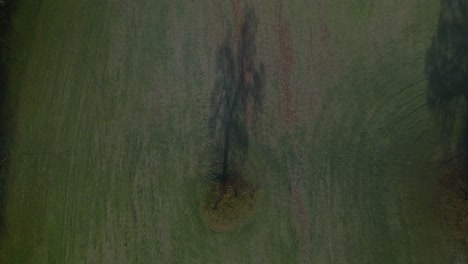 toma aérea de arriba hacia abajo de un árbol