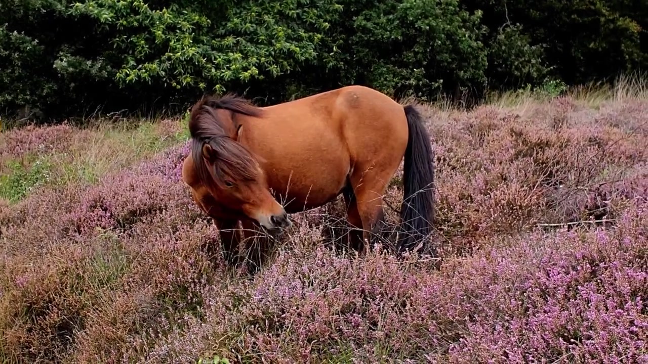 Close-up de um cavalo selvagem comendo em um campo de urze em Veluwe. Esta filmagem é ideal para temas de animais, natureza, ar livre, comercial e meio ambiente.