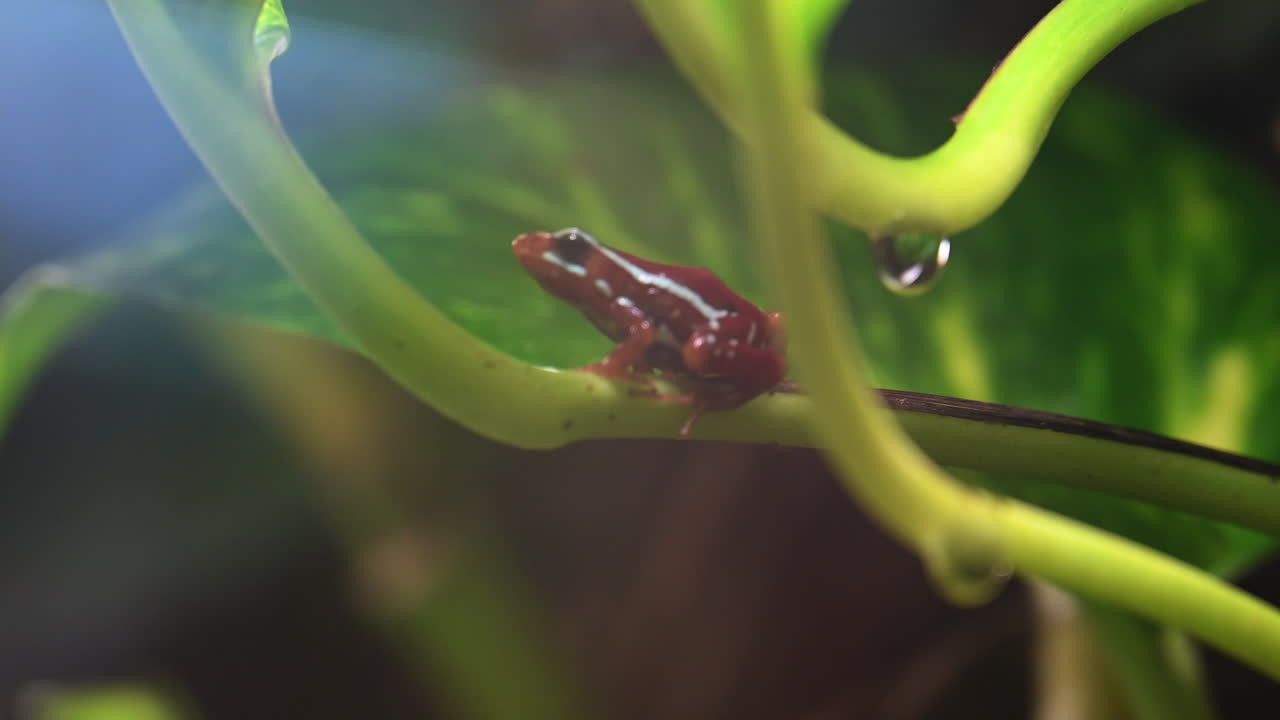 Tropical, exotic frog in a humid environment, drop of water on green leaves