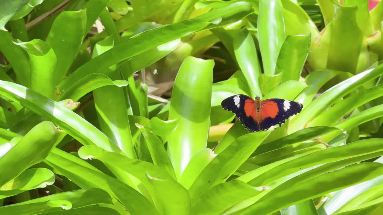A vibrant butterfly rests on green leaves in a rainforest setting, captured in natural daylight with a serene atmosphere