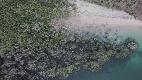 vista de arriba hacia abajo del final del manglar con reunión de océano y playa, antena