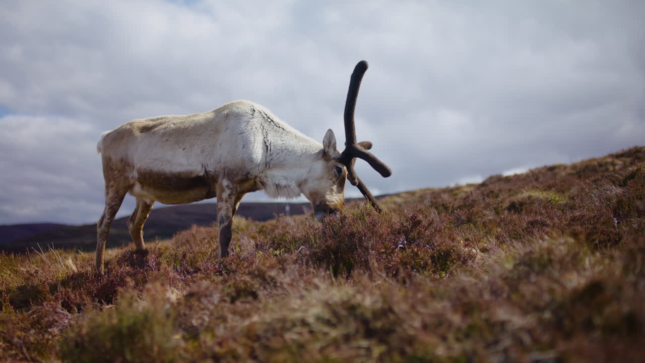 스코틀랜드의 cairngorms 국립공원에서 고 있는 수 사, 구름이 많은 날, 낮은 각도 촬영