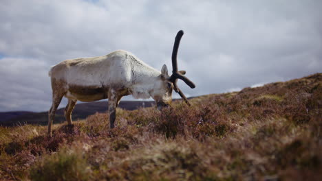 Männliche-Rentiere-Grasen-An-Einem-Bewölkten-Tag-Im-Cairngorms-Nationalpark,-Schottland,-Aus-Niedriger-Perspektive-Aufgenommen