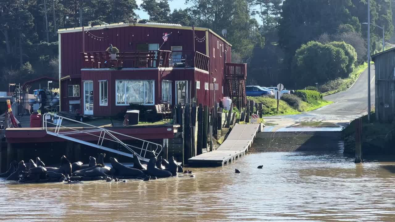 Handheld telephoto panning shot of sea lions gathered at a dock on the Noyo River in Fort Bragg, California. 4K