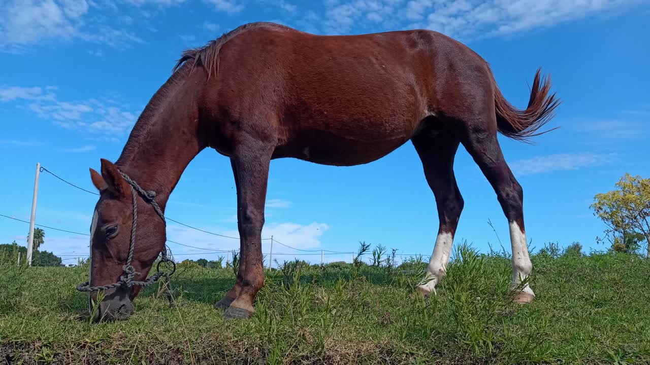 Brown horse grazing surrounded by vegetation and natural green grass in countryside