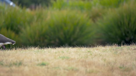 Masked-Plover-Walking-On-The-Grass,-CLOSE-UP