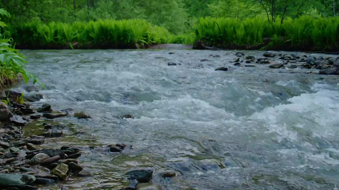 Ruscello limpido e impetuoso scorre sulle rocce, circondato da erba verde lussureggiante e fitta foresta. L'acqua si muove velocemente, creando schiuma bianca e increspature sulla superficie. Le sponde rocciose delimitano il corso d'acqua.
