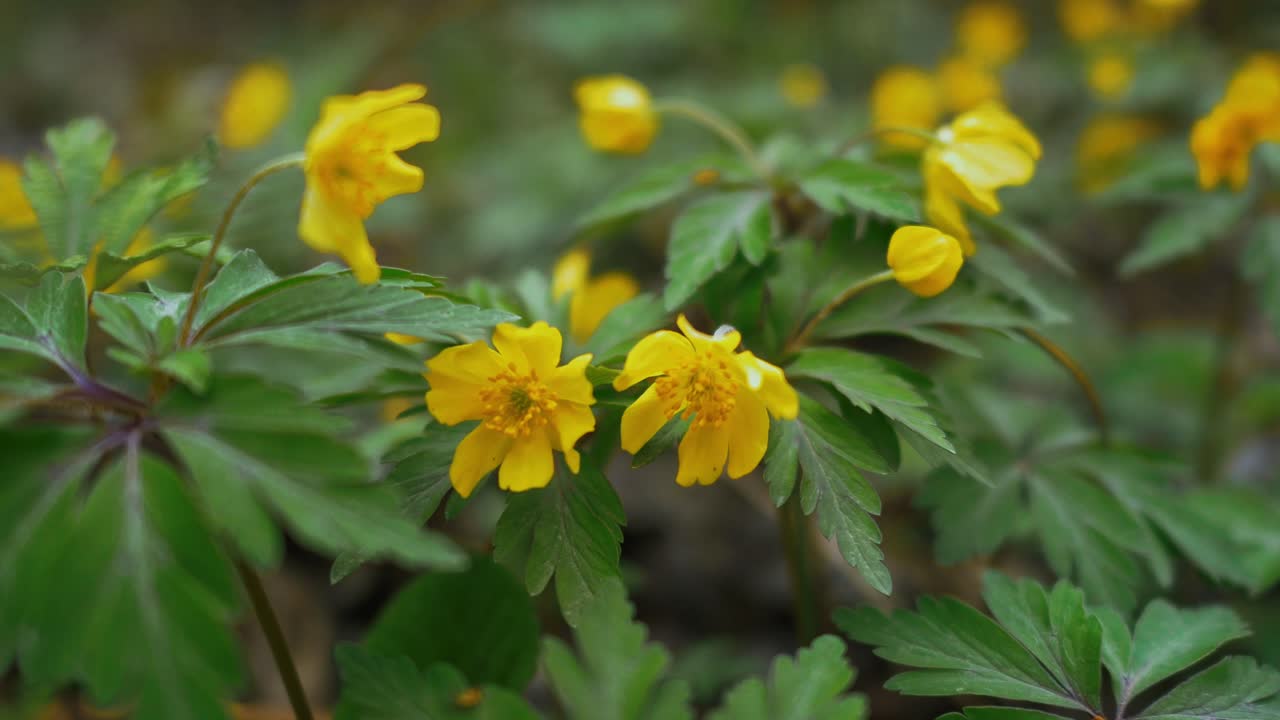 Yellow wildflowers bloom freely in the grass, bringing a burst of color and warmth to the spring landscape.