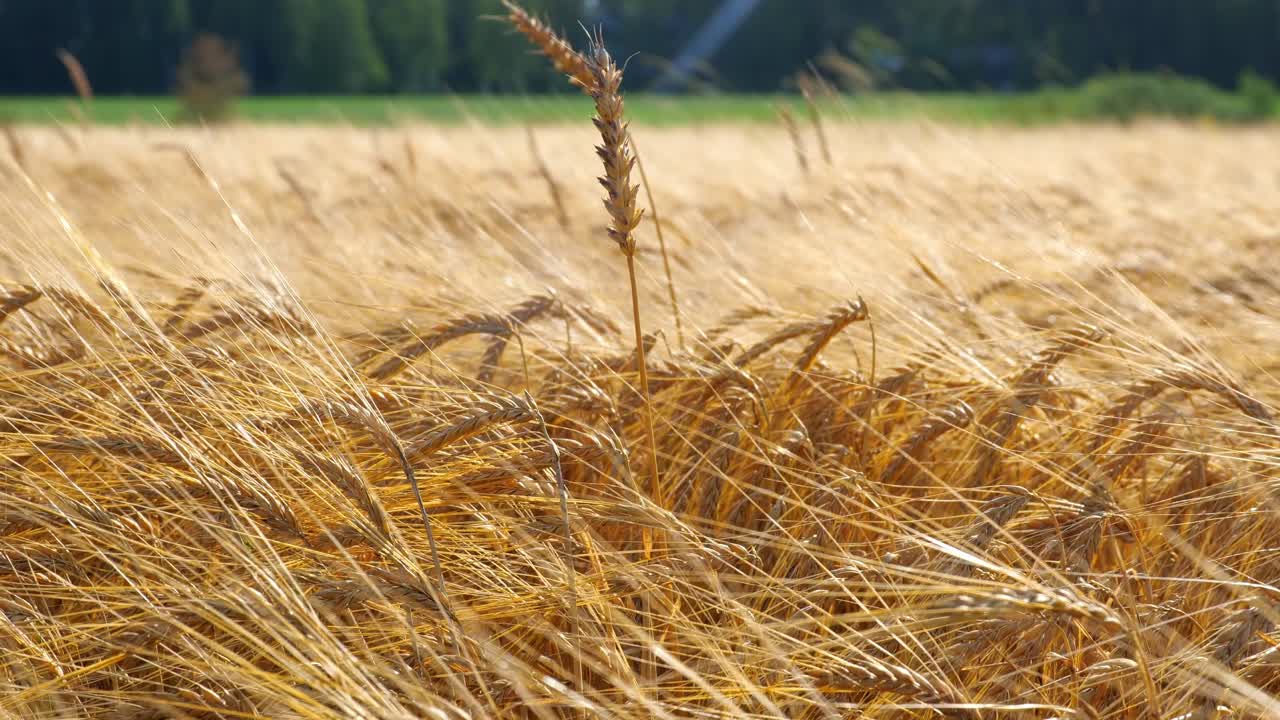 Concept of bread and agriculture. Wheat crop sways slowly on field