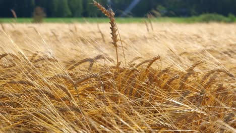 concept of bread and agriculture. wheat crop sways slowly on field