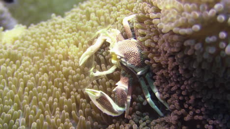 Gefleckte-Porzellankrabbe-Inmitten-Einer-Gelben-Seeanemone,-Die-Plankton-Mit-Federartigen-Strukturen-Aus-Dem-Wasser-Filtert