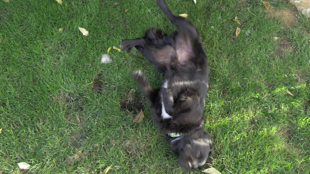 정원에서 잔디에 구르는 개