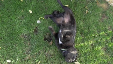 Perro-Rodando-Sobre-La-Hierba-En-Un-Jardín