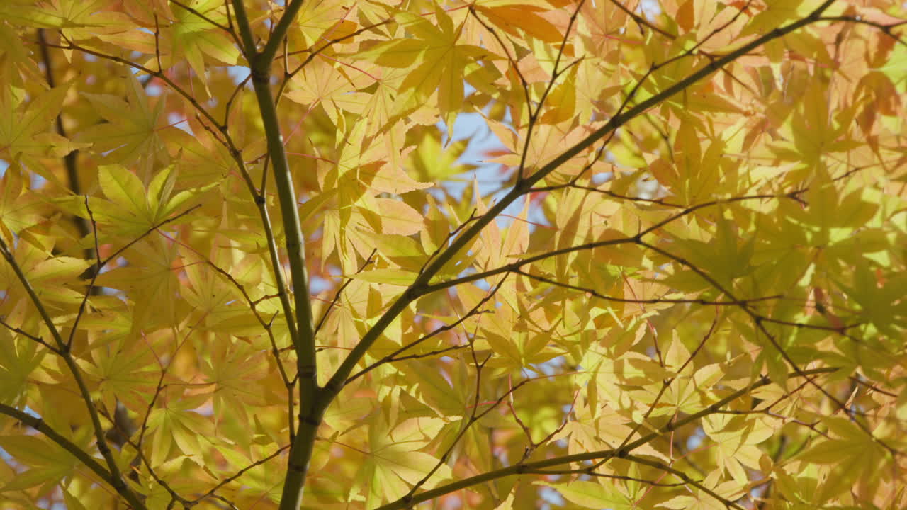 Rotating Japanese Maple Tree With Dense Foliage In Autumn Season