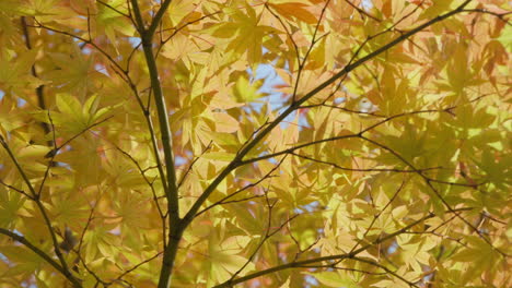 árbol de arce japonés giratorio con follaje denso en la temporada de otoño