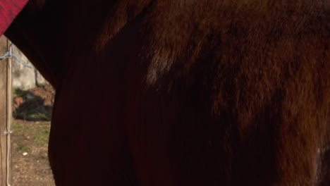 children brushing big brown horse with brush, static closeup of kids taking care of animal