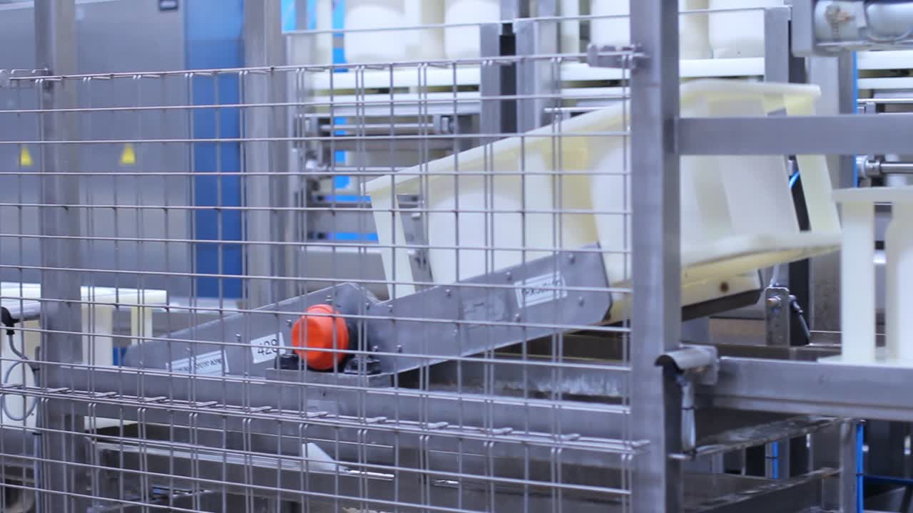 Factory conveyor for production cheese products. Manufacturing of dairy products