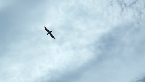 seagull flying in cloudy sky