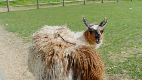 a llama scratches its back under the bright sun in a zoo enclosure, enjoying a warm day