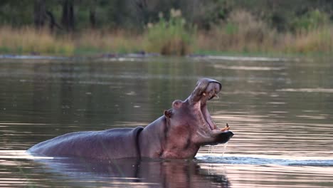 a large hippopotamus rises out and opens mouth wide in a show of dominance