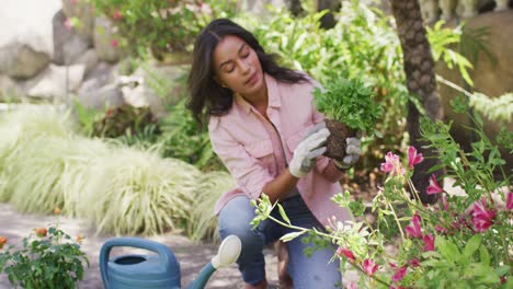 mujer biracial enfocada en la jardinería, plantando flores