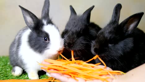 encantadores conejos jóvenes de un mes comiendo zanahorias de la mano de la dama