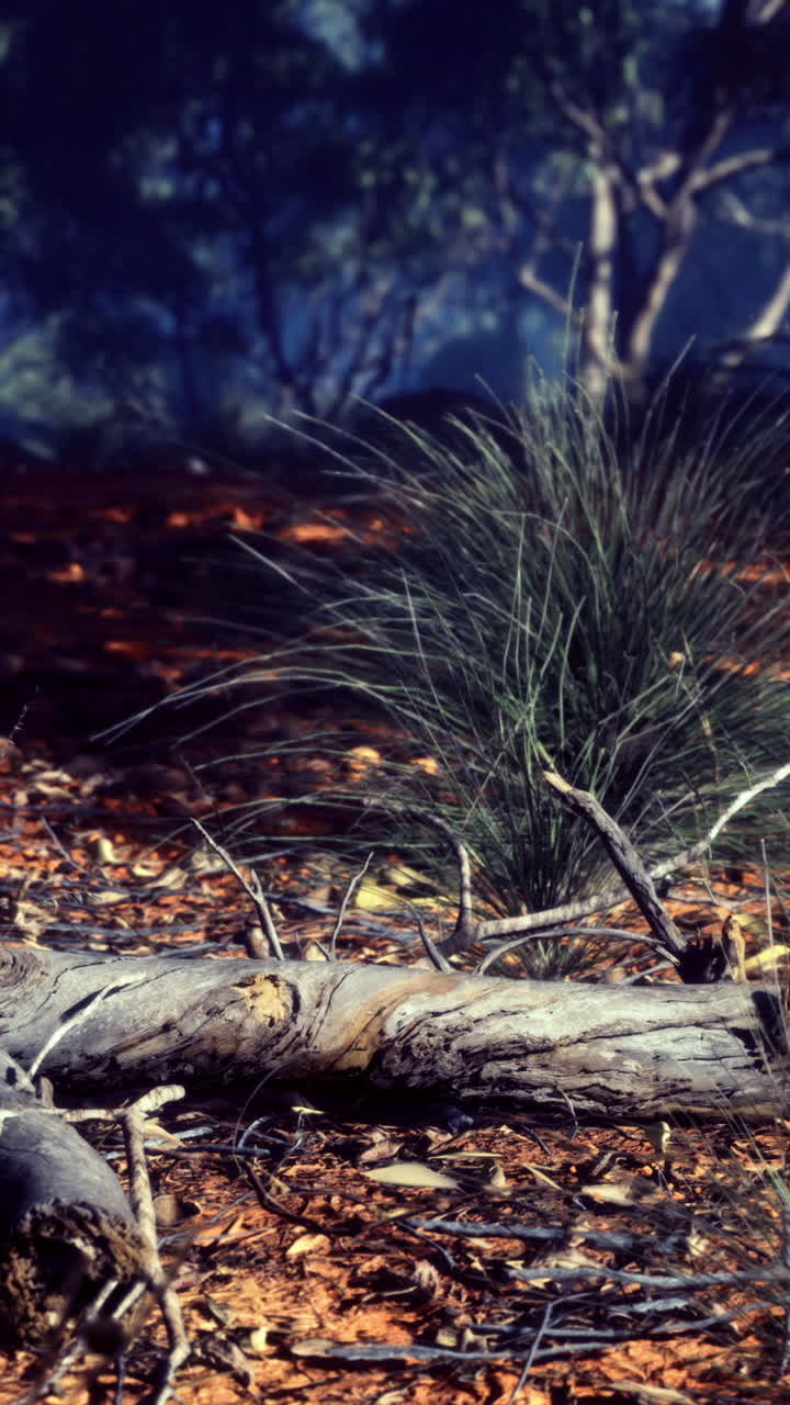 Natures embrace highlights earthy tones and textures of the forest