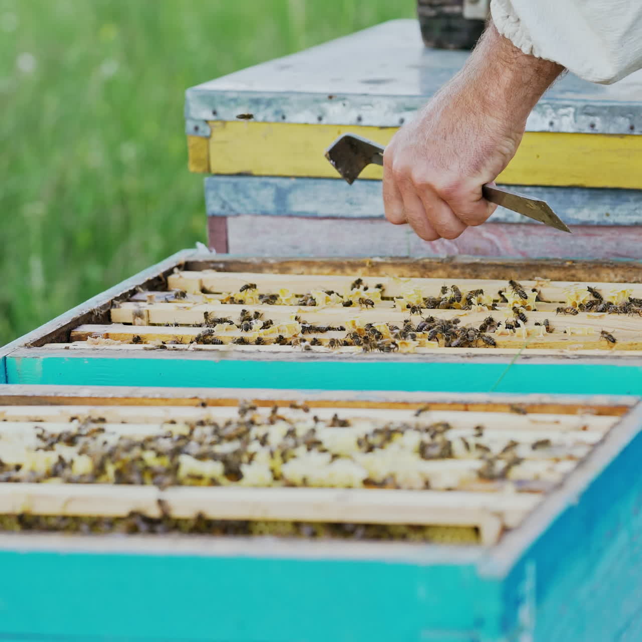 Frames of a bee hive. Bee honeycombs with honey and bees. Apiculture concept