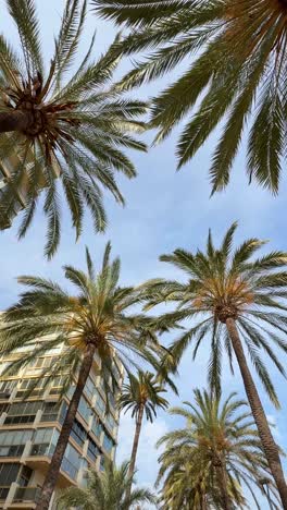 palm trees and buildings