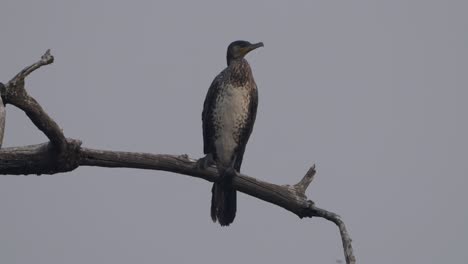 gran pájaro cormorán en nepal