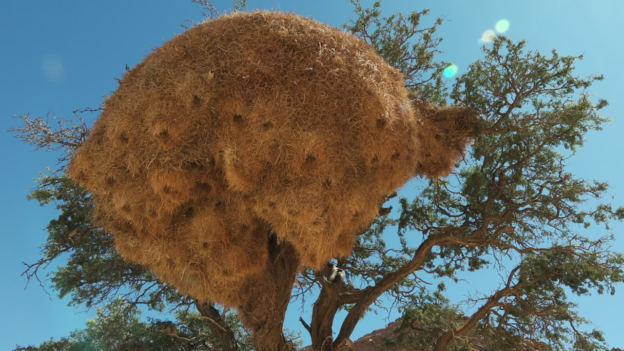 A huge nest of sociable weavers that takes up almost an entire tree. Birds fly in and out all the time. In the background, blue sky and some tree branches.