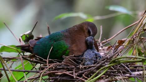 the common emerald dove is common to asian countries and it's famous for its beautiful emerald coloured feathers