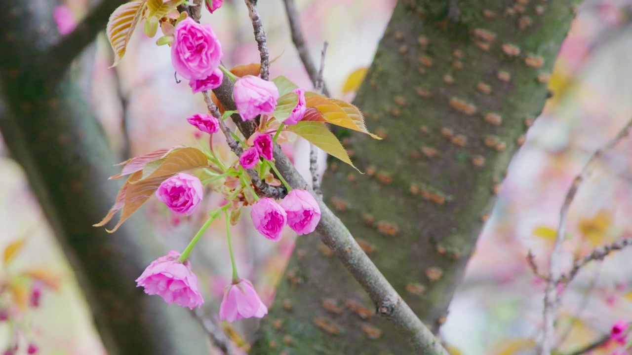 Close‑up of cherry buds and blossoms hanging from a branch, with the tree trunk clearly visible in the background and soft spring light highlighting the early bloom.
