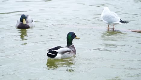 Patos-Reales-Y-Gaviotas-En-El-Agua-Idílica-De-Un-Estanque-En-París,-Francia