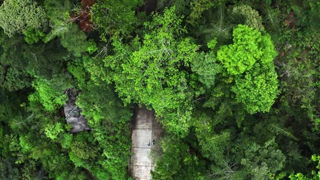 Drohnenansicht-Von-Oben-Nach-Unten-Von-Menschen,-Die-Durch-Einen-Dichten-Wald-Laufen