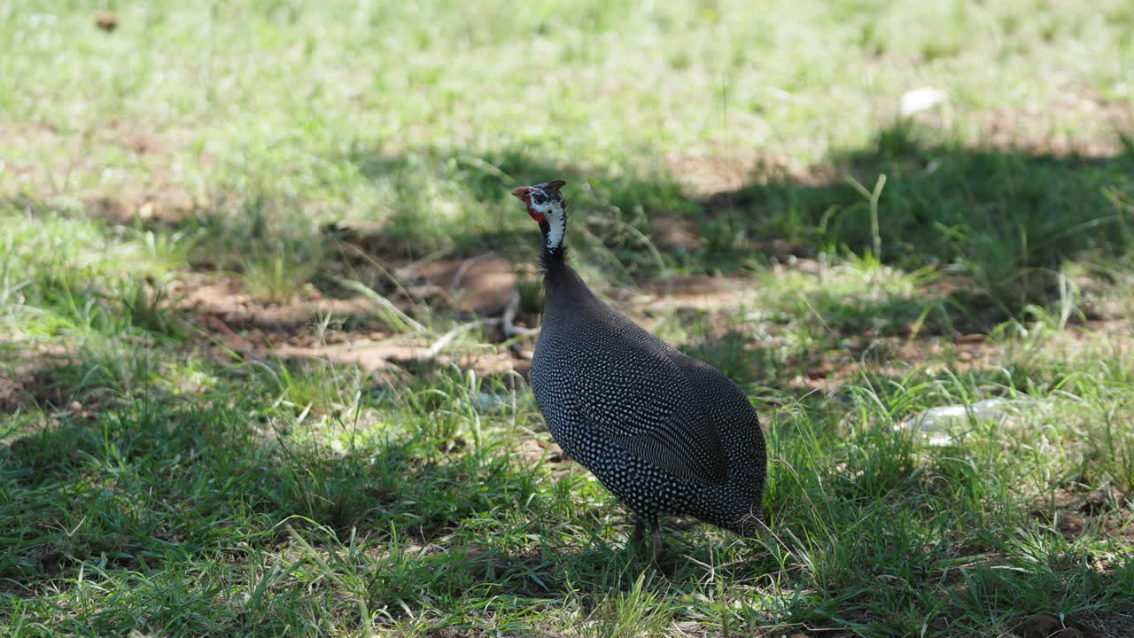 Helmeted guineafowl standing on grass in Argentina, wildlife and biodiversity