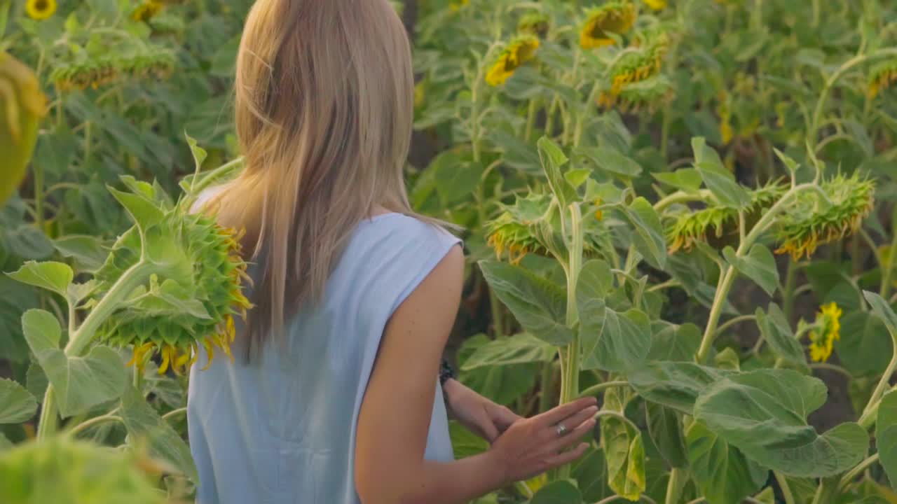 задний вид неузнаваемой блондинки, идущей по полю подсолнечников.