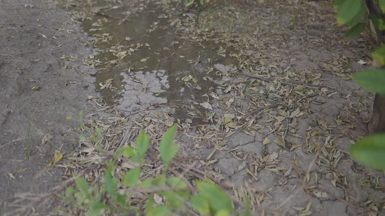 Tierra árida en el campo de cultivo y el arroyo de agua, sistema de riego de agricultura tradicional en un huerto de naranjos en una ciudad desértica. Irán, turismo saudí, agricultores, gente local del campo