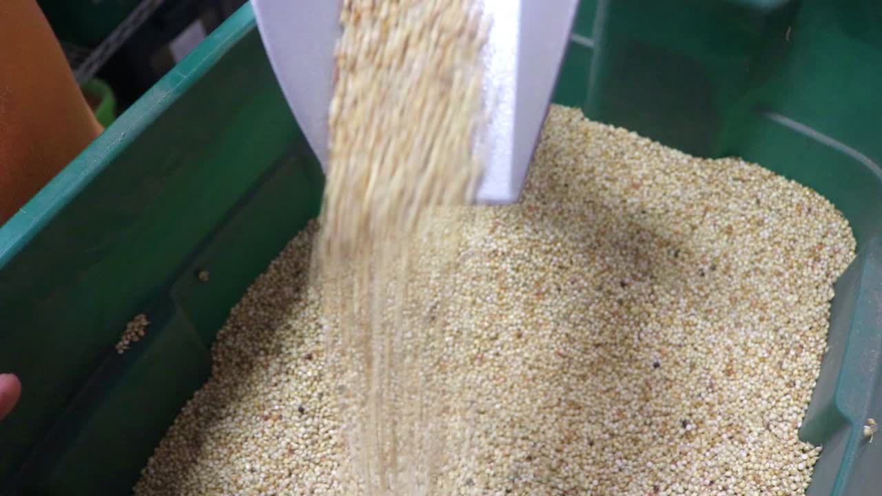 토양의 건강과 수분 보유력을 높이기 위해 농부들에게 종자를 판매하는 소기업이 판매하는 피복 작물로 사용되는 트리커 수수 종자