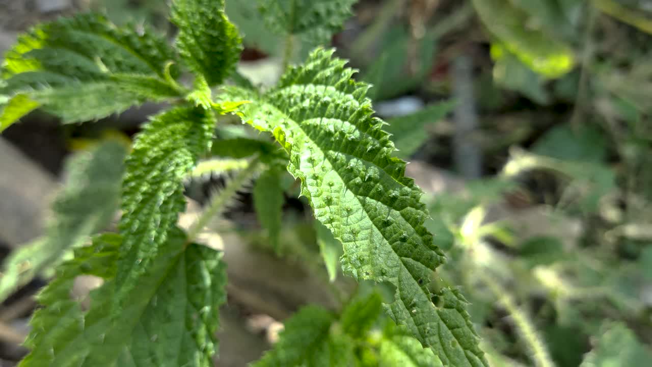 Close-up of Stinging Nettle (Urtica dioica) growing in the Himalayas of Uttarakhand also known as Kandali, Bichhoo ghas, India. It is known globally for its medicinal use and ecological benefits.