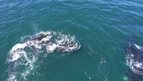 Vista-Aérea-De-La-Vaina-Del-Sur-De-Gales-Derecha-Nadando-Juntos-En-El-Mar-Frente-A-La-Costa-De-La-Patagonia