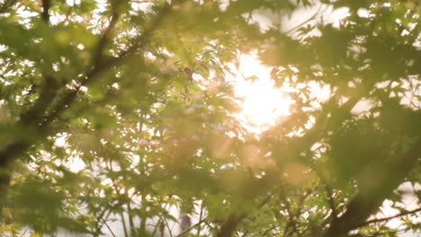 leaves on the trees with sun lens flare background, sideways soft focus bokeh shot