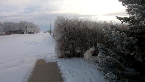 White-husky-dog-on-a-leash-being-walked-during-the-winter-in-the-snow